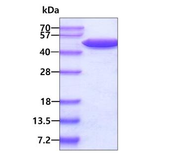 3 μg by SDS-PAGE under reducing condition and visualized by coomassie blue stain.